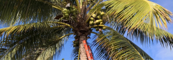 Fort Lauderdale Tree Service