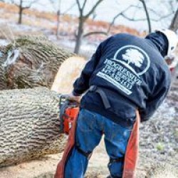 Progressive Tree Service